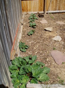 Mama Rhubarb and her little Rhubarbarinos